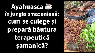 Experienta Ayahuasca: cum se culege si prepara in jungla amazoniana. DMT | unde delta | samanism