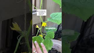 Growing muncher cucumber in a stackable planter 🌱🌼  #shorts