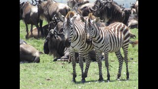 On Safari in the Maasai Mara National Reserve