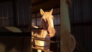 Good Morning Horses! #horses