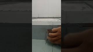 How to tile filling #tiles #shortvideo #bathroomtilefilling