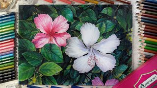 วาดดอกชบาด้วย สีไม้มาสเตอร์อาร์ต Drawing Hibiscus Flower🌺 | Fame Art