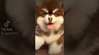 cute puppy #shortsviral #shortsyoutube #everyone #short #puppydog #funntime