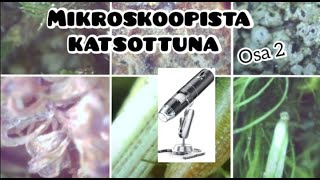 Mikroskoopista katsottuna, osa 2.