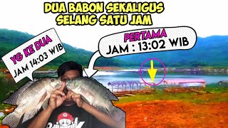 SANGAT DAHSYAT PERLAWANA DUA BABON INI-MANCING CIRATA