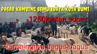 Updet harga kambing hari ini di pasar kambing semuliraya kotabumi