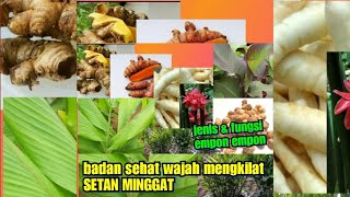 Jenis empon empon Dan fungsinya