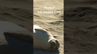 ☀️🦭 Baby Seal Sunbathing in a California Beach #babyseal #seal #california #relaxing #sunbath #beach