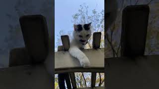 Sister Cats TV is live! Nai Nai Cat in the Wild