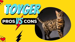 TOYGER Cat - TOP Most Expensive Cats - TOYGER Cats Video