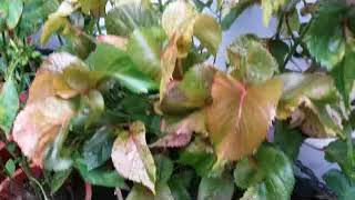 Acalypha Plant - Beuatiful Foliage Houseplant - . Acalypha Wilkesiana 'Mosaica -