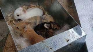 Adorable Netherland Dwarf Babies 2 weeks old