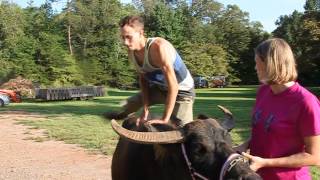 Water Buffalo Rides the right way