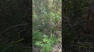 Suburban Trail Run 12 at winter-end VIC Australia #shorts #TrailRun #urbanlandscape #listen