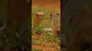 cobra vs mongoose fight #wildlife #cobra #mongoose