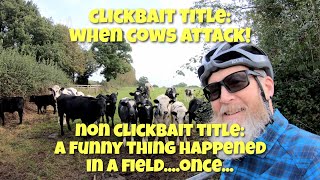 When cows don't really attack gravel bike ride