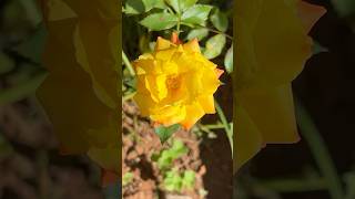 Fantastic Rose flowers 🥀 || Home Gardening | #flowers #gardening #youtubeshorts #rose