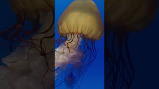 The Immortal Jellyfish: Nature's Real-Life Time Traveller! |Paws on the Planet