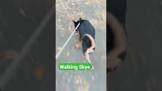 Walking Skye #dog #doglover #youtubeshorts #viral