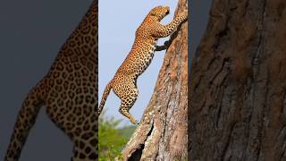 Leopard climbing tree !#wildlife animals #leopard