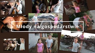 Młody na gospodarstwie - Karmienie byków i zabytki taty