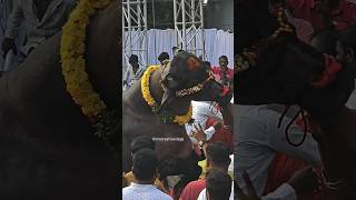 Sadar 2024 #ytshorts #yt #shorts #trending #sadarfestival #sadar #hindufestival #laddu #telangana