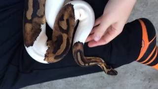 Ball Python Morphs: Piebald