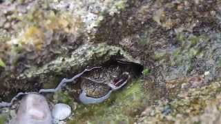 Crab eating bread in la Costa Brava (Girona)