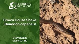 Brown House Snake near Clanwilliam (20180728)