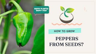 🌶️ How to Grow Peppers from Seeds: Quick and Easy Guide