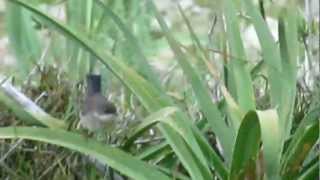 Sardinian Warbler female at Bocquer Valley ,Mallorca 20 may 2012.mov