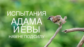 Испытание Адама и Евы нам не под силу