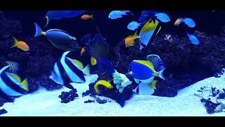 Feeding fish with broccoli in saltwater aquarium