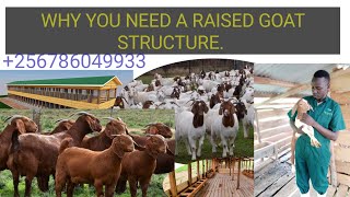 WHY YOU NEED A RAISED GOAT STRUCTURE to avoid unnecessary mortalities at your farm.