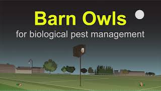 Hawks & barn owls for around the clock, biological pest management!