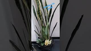 #ARREGLO DE #SANSEVIERIAS #jardín #plantas #maceta #garden #arreglo #viral #youtubeshorts