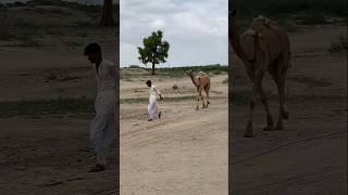 تسقى الإبل بهذه الطريقة في صحراء ثار #animals #camelculture #desert #camellife #camel