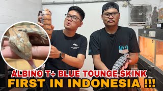 FIRST IN INDONESIA ‼️ BLUE TOUNGE SKINK ALBINO T + ‼️ GREBEK BREEDER PANANA SEMARANG FUNKY DRAGON ‼️