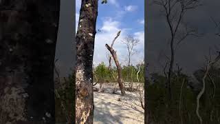 Mangrove #youtube #travel #youtubeshorts #shorts #mangrove #bdtravel #kuakata_tour #viralshorts