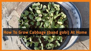 How to Grow Cabbage at Home || 12 March 2022 || Murad Ali Rehmani