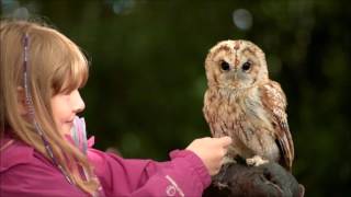 Falconry Experience Day in Northamptonshire