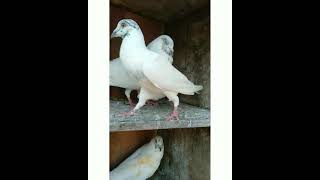 Andhra Tiplar pigeon