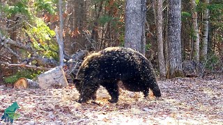 Funny black bear rolling around in sawdust