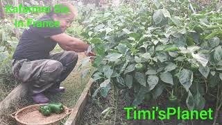 Harvesting.. Back yard Garden....Tips for a healthy Garden...