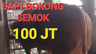 SAPI SUPER SAPI MONSTER SAPI BESAR BOKONG SEMOK BOBOT 1 TON UP