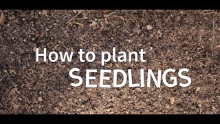 How to plant seedlings