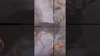 UNBELIEVABLE Shot💨 #hunting #शिकार #caceria #deerhunting #deerhunting #viral #scopecam #hindi #deer