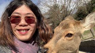 Exploring Nara Deer Park and making friends with all the famous bowing deer!