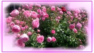 Божественная музыка и розы!🌹🌹 🌹Эту музыку можно слушать вечно!