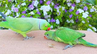 Talking Indian Ringneck Parrot Greeting Baby Ringneck Parrot